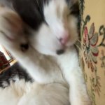 Cat gif GIF Template