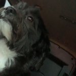 Trying not to laugh dog