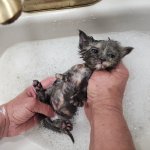 Bath kitten