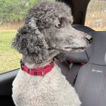 Nervous poodle