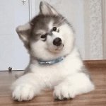 Confused Dog Husky JPP GIF Template