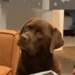Confused Dog Labrador JPP GIF Template