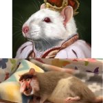 Król szczurów vs żul szczurów