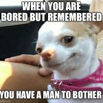 He won’t see it coming | When you are bored but remembered; You have a man to bother | image tagged in chihuahua smirk | made w/ Imgflip meme maker