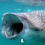 whale shark | a. | image tagged in whale shark | made w/ Imgflip meme maker