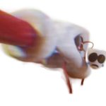 Caine Holding Gangle