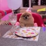 birthday dog GIF Template