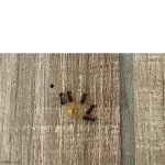 ants meeting socially