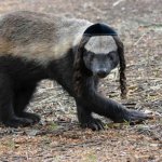 Jew badger