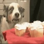 Cupcake Dog GIF Template