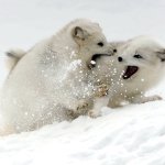 Arctic foxes playing