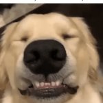 Best show ever | The moment when you accidentally changed the channel with your remote control from the worst show ever to the best show you have ever seen in your life: | image tagged in gifs,remote control,tv,tv show,memes,blank white template | made w/ Imgflip video-to-gif maker