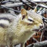 angry chipmunk