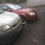 Cat Leaning Against car