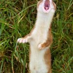 Singing Stoat | When you step on a lego brick | image tagged in singing stoat | made w/ Imgflip meme maker
