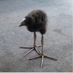 damnation bird blank ver