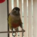 parrot pushing GIF Template