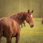 mellow brown horse