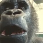 Thinking Gorilla