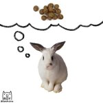 Greedy Rabbit