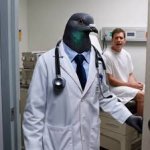 Pigeon doctor