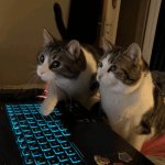 Computer cats