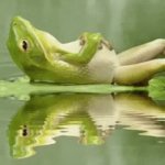 Chilll frog GIF Template