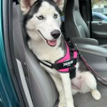 Young Siberian Husky