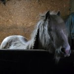 my pony is very cool