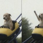 rollercoaster dog