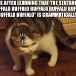 look it up if your confused | me after learning that the sentance “Buffalo buffalo Buffalo buffalo buffalo buffalo Buffalo buffalo” is grammatically correct | image tagged in dumb cat brain loading,funny,memes,confused,what,buffalo | made w/ Imgflip meme maker