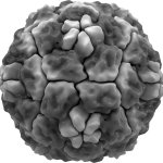 Rhinovirus