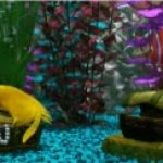 Bubbles GIF Template