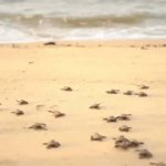Baby Turtles Run to Ocean