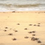 Baby Turtles Run to Ocean