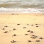 Baby Turtles Run to Ocean GIF Template