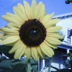 Sunflower Sky Mirror Image Mode