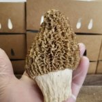 brace yourself...morels are coming