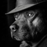 Dog Detective