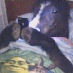 horse in bed