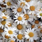 Daily Flower Mirror Image Mode