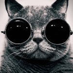 cat sunglasses
