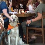 mute dog