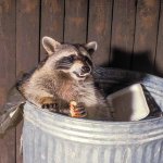 Raccoon eating trash