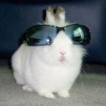 Cool Bunny