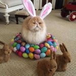Cat Bunny