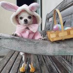 Easter Dog