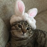 Easter Cat