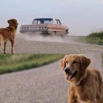 Dog Abandoned on Road by Car