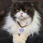Grumpy cat